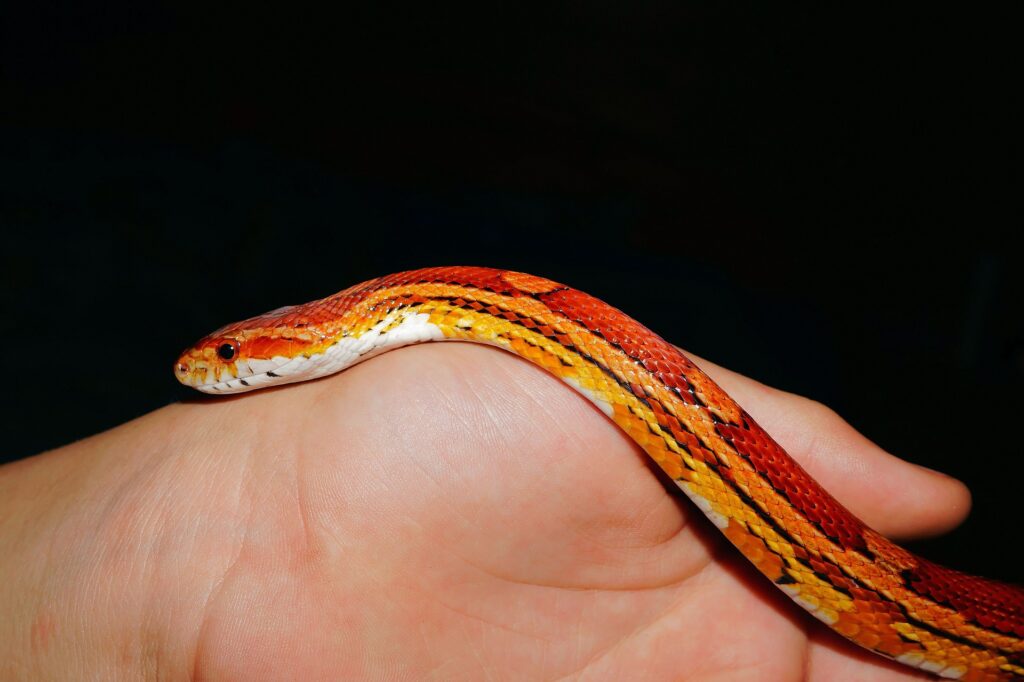 Serpent des blés