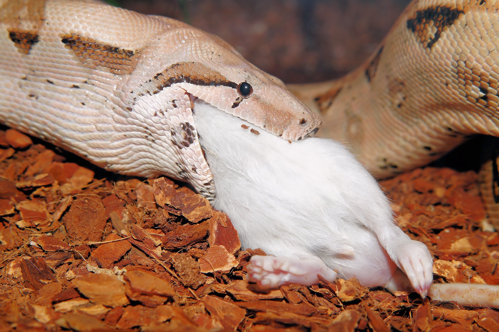 Comment se fait la digestion du serpent ? Serpentes Comment se fait la digestion du serpent ? Serpentes