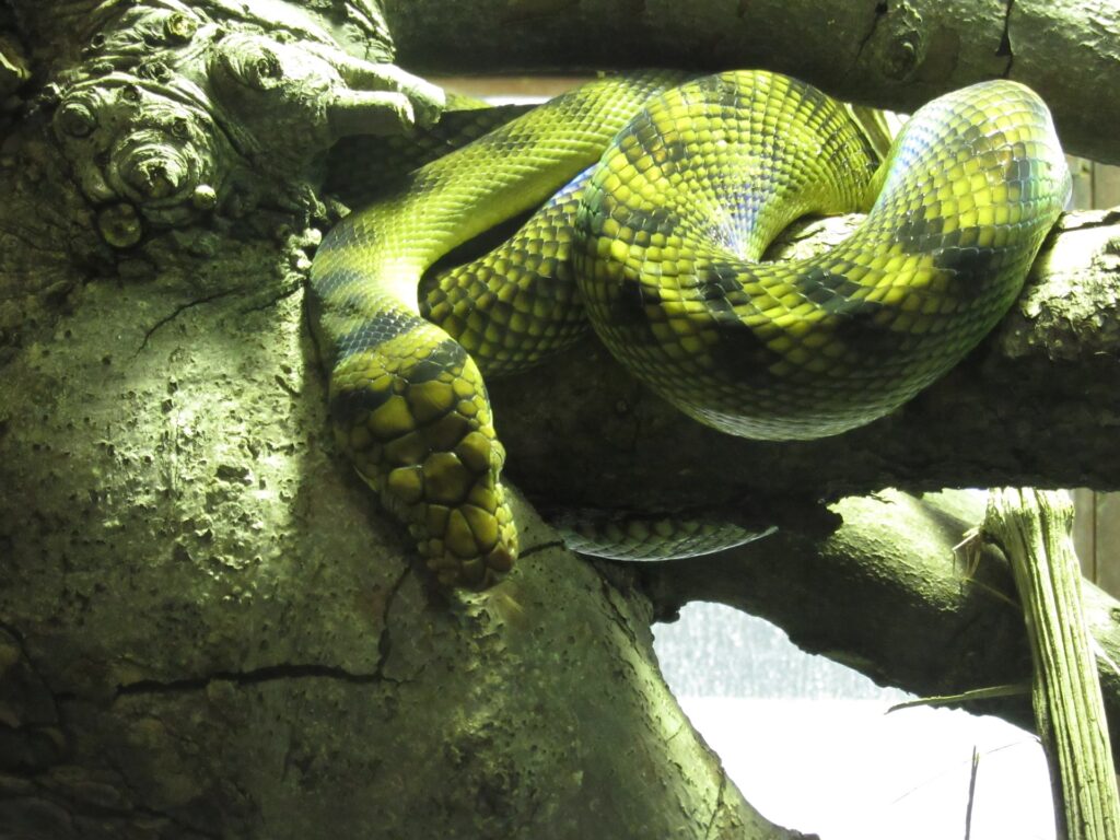 serpent sans écaille
