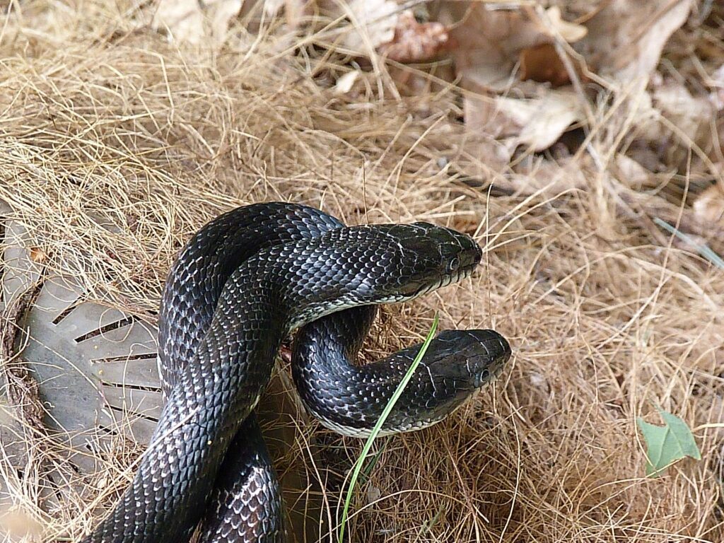 Comment serpent se reproduit